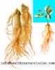 Ginseng Extract